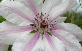 We did not find results for: John Paul Ii Clematis 1 Gallon Trellis Vines Perennial Clematis All Togogarden