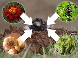 Pflanzen Gegen Wuhlmause Und Maulwurfe Pflanzen Gegen Wuhlmause Garten Pflanzen Maulwurf Im Garten