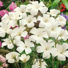 Image result for Agrostemma