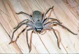 Their bite will hurt and leave a mark in your skin but they have no venom. How Should You Treat A Huntsman Spider Bite Quora