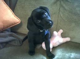 Lab Beagle Puppies Lab Mix Puppies Beagle Puppy Beagle Lab Mixes