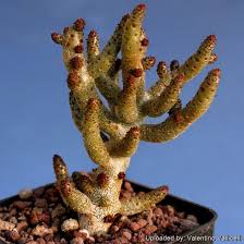 Image result for Buchholzia