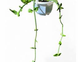 Image result for Ceropegia nilotica