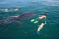 San Diego Snorkeling - Daily La Jolla Snorkel Tours