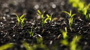 Wann hört man auf zu wachsen? Bodenphysik Forscher Horen Das Gras Wachsen Archiv