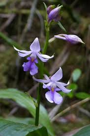 Image result for Calanthe sylvatica