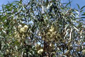 Voici ma petite astuce déco / plante de la semaine. L Eucalyptus Decongestionnant Respiratoire Se Connaitre