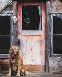 By Filson1897 On The Watch Filsondog Dogsofinstagram Dogphotography Springiscoming Goruntuler Ile