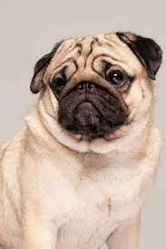 Cute Dog Pug Breed Looking Away With Funny Face Feeling So Happiness Isolated On Grey Background Purebred Dog Pug Concept Pugs Pug Breed Purebred Dogs