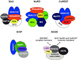 Composition Of Hdac1 Hdac2 Containing Multiprotein Complexes The Sin3 Download Scientific Diagram