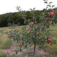 These were shoots of apple trees. Dwarf Fruit Tree Assortment From Stark Bro S Dwarf Fruit Trees Fruit Trees In Containers Fruit Garden