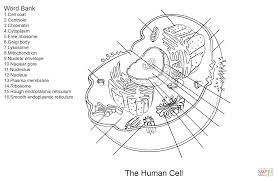 Hang around with this mischievous monkey blast off into outer space to explore new frontiers. Human Cell Worksheet Coloring Page From Anatomy Category Select From 27278 Printable Crafts Of Cartoons Na Cells Worksheet Anatomy Coloring Book Cell Diagram