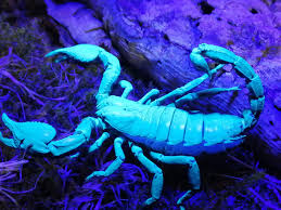 Image result for Scorpion