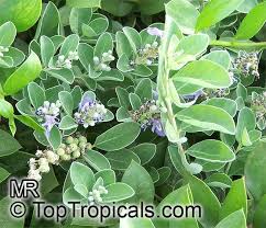 Image result for Vitex obovata