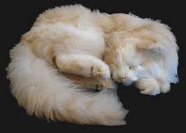 There are 837 suppliers who sells freeze dried pet on alibaba.com, mainly located in asia. Cats And Taxidermy We Interview A Taxidermist About Pet Preservation Catster
