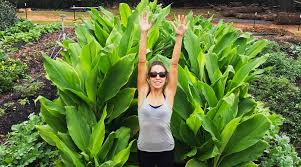 You can get them at a local nursery or organic food stores. How To Grow Organic Turmeric And Ginger Anywhere Tyrant Farms