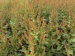 Image result for Rumex nepalensis