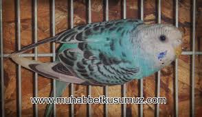 Muhabbet Kusu Budgie Animals Parrot Bird