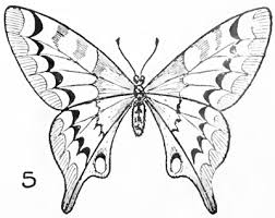Butterfly Drawing Easy Methods How To Draw Butterflies Step By Step How To Draw Step By Step Drawing Tutorials Butterfly Drawing Easy Drawings Butterfly Sketch