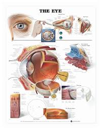 Anatomical Chart Series The Eye Laminated Poster Teaching Supplies Classroom Safety