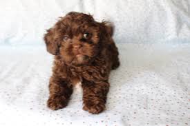 Goldendoodle puppies for sale in nc. Malshi Malshipoo Tlc Puppy Love