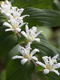 Check spelling or type a new query. Perennials For Shade Beyond Impatiens And Petunias U Of I Extension