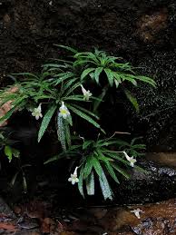 Image result for Streptocarpus myoporoides