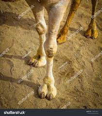 Real Camel Toe Wild Stock Photo 1256574454 | Shutterstock
