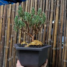 Image result for Crassula sarcocaulis