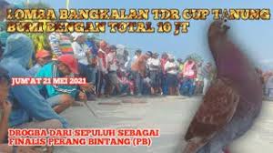 Contoh video melatih piyik merpati balap terbang cepat & tembak super keras hasil anak merpati balap castila,marina dan zodiac#piyikmerpatibalap#melatihpiyik. Lomba Merpati Balap Sprint Liga Jagungan Bangkalan Total 10jt