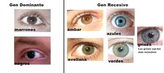 Resultado de imagen para GEN ÚNICO Y RASGOS POLIGÉNICOS