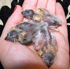 Zebra Finch Facts Diet Breeding Mutations Pet Care Pictures