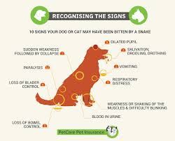 If possible, carry the dog rather than allowing the dog to walk. Snake Bites On Dogs Cats Snakebite Symptoms Petcare
