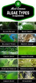 How To Prevent Algae In A Fish Tank 10 Types Of Aquarium Algae In 2020 Aquarium Algae Fresh Water Fish Tank Fish Tank