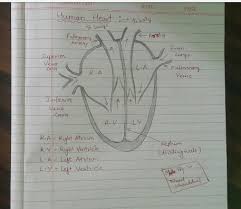 Class easy simple human heart drawing. How Do We Learn Heart And Brain Diagram For Class 10th Board Exam Please Help Brainly In