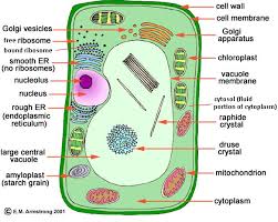 Plants are made up two structural systems i.e the shoot system and the root system, whereby the shoot system is made up of structures that ie above the ground including leaves, stems, fruits, flowers while the root system is made up of roots, tubers and rhizobial structure. Plant Cell Model Project Clay