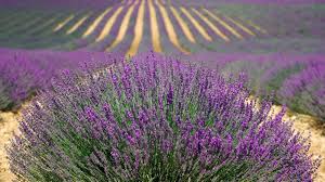 We did not find results for: How To Grow Lavender Like An Expert Dengarden