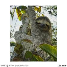 Sloth Up A Tree Poster Zazzle Com Rare Animals Three Toed Sloth Sloth