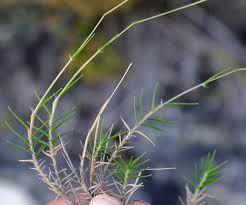 Image result for Pentameris