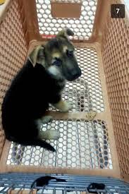 German Shepards Trip To Petco Awwwww German Shepherd Dogs Shepherd Dog German Shepard