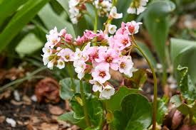 Image result for Bergia polyantha