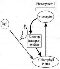 Plus One Botany Notes Chapter 9 Photosynthesis In Higher Plants A Plus Topper Plusonebotany Aplustopper Photosynthesis Linear Relationships Botany