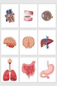 9 Vector Human Organs Png Images Ai Free Download Pikbest Human Body Activities Art School Supplies Science Stickers