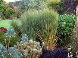 Panicum Virgatum Northwind Ziergras Pflanzen Rutenhirse