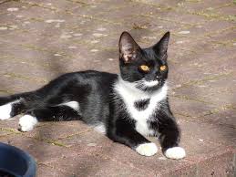 Maybe you would like to learn more about one of these? The Tuxedo Cat Cat Breeds Encyclopedia
