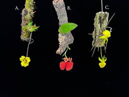 Image result for Diaphananthe stolzii