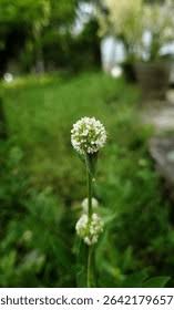 Image result for Spermacoce ruelliae