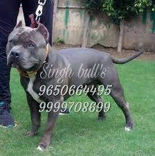 Holland, india, indonesia, germany, china, canada brazil, saudi arabia, japan, canada, etc, etc, etc we specialize in shipping dogs internationally!! Pitbull Dog Home Facebook