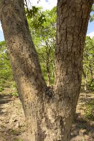 Image result for Isoberlinia tomentosa