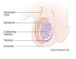 Learn to recognize these signs of testicular cancer and get tested by your doctor or nurse regularly. Movember 2018 It S Not Just A Lump The 4 Red Flag Warning Signs Of Testicular Cancer You Need To Know